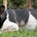 Pies do adopcji, Pieczyska, 21 kwietnia 2026