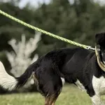 Imię: Milena Chip: 616093903353953 Płeć : Samica Wiek: Styczeń 2018 Wielkość: Mała Kastracja/sterylizacja: Tak Inne Psy:  Akceptuje towarzystwo suczek i psów Dzieci: W wieku szkolnym Charakter: Milena