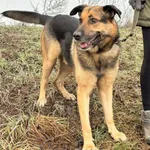 Pies do adopcji, Przyborówko, 22 kwietnia 2026