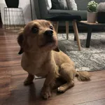 Znaleziono psa, Łódź, 21 kwietnia 2026