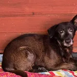 Pies do adopcji, Gorzów Wielkopolski, 21 kwietnia 2026