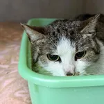 Znaleziono kota, Sosnowiec, 20 kwietnia 2026