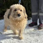 Pies do adopcji, Henrykowo, 14 lutego 2026