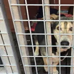 Pies do adopcji, Gorzów Wielkopolski, 21 kwietnia 2026