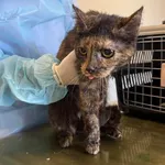 Znaleziono kota, Lublin, 21 kwietnia 2026