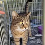 Kot do adopcji, Wrocław, 20 kwietnia 2026