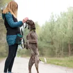 Pies do adopcji, Nowodwór, 22 kwietnia 2026