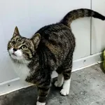 Znaleziono kota, Pieckowo, 22 kwietnia 2026