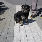 Pies do adopcji, Ciosny, 21 kwietnia 2026