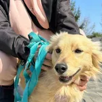 Pies do adopcji, Przyborówko, 22 kwietnia 2026