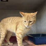 Znaleziono kota, Sosnowiec, 23 kwietnia 2026