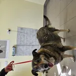 Znaleziono psa, Choszczno, 21 kwietnia 2026