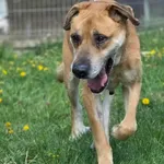 Dog mix Goran