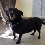 Znaleziono psa, Choszczno, 21 kwietnia 2026