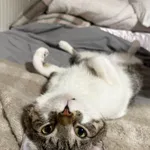 Zaginął kot, Olsztyn, 25 kwietnia 2026