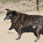 Pies do adopcji, Nowy Dwór Mazowiecki, 24 kwietnia 2026