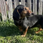 Pies do adopcji, Henrykowo, 18 marca 2026