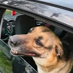 23.04.2026 w okolicach Bud Wolskich znaleziono pieska, sąsiedzi nie kojarzą niestety. Przyjazna chętna do przytulania i grzeczna. Jest nakarmiona i ma miejsce do spania. Poszukiwany właściciel