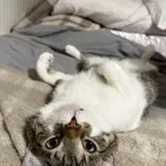 Zaginął kotek samiec 