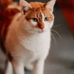 Cynamonek  616093903211241