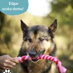 Pies do adopcji, Dąbrówka, 23 kwietnia 2026