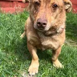 Znaleziono psa, Czartki, 24 kwietnia 2026