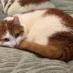 Zaginął kot, Wejherowo, 25 kwietnia 2026