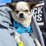 Znaleziono psa, Lublin, 24 kwietnia 2026