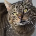 Kocurek poz. 26/163/K