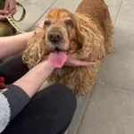 Pies do adopcji, Zgierz, 25 kwietnia 2026