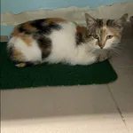 Znaleziono kota, Grudziądz, 25 kwietnia 2026