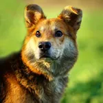 Oddam psa, Olsztyn, 26 kwietnia 2026