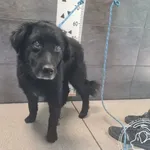 Przyjęty: 2026-04-25 Gmina: Inne Płeć: Pies Opis: mieszaniec, czarne