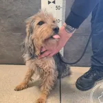 Przyjęty: 2026-04-23 Gmina: Osiek Płeć: Pies Opis: mieszaniec, brązowo-szare