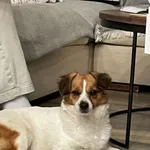 Znaleziono psa, Rębiska, 26 kwietnia 2026