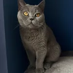 Zaginął kot, Pszczyna, 26 kwietnia 2026