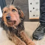 Przyjęty: 2026-04-23 Gmina: Osiek Płeć: Pies Opis: mieszaniec, czarne-podpalane