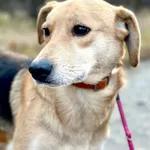 Oddam psa, Olsztyn, 26 kwietnia 2026