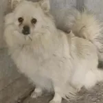 Pies do adopcji, Racławice, 22 kwietnia 2026