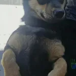 Pies do adopcji, Racławice, 22 kwietnia 2026