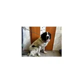 Znaleziono psa, Białystok, 27 kwietnia 2026