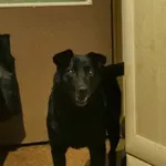 Zaginął pies, Łódź, 26 kwietnia 2026