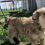 Pies do adopcji, Racławice, 23 kwietnia 2026