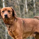 Pies do adopcji, Pieczyska, 27 kwietnia 2026