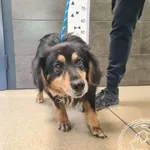 Znaleziono psa, Chełmek, 27 kwietnia 2026