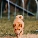 Rudzik 616093903264599