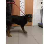 Kamlo
