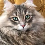 Zaginął kot, Łódź, 26 kwietnia 2026