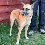 Znaleziono psa, Czartki, 27 kwietnia 2026