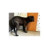 Znaleziono psa, Białystok, 27 kwietnia 2026